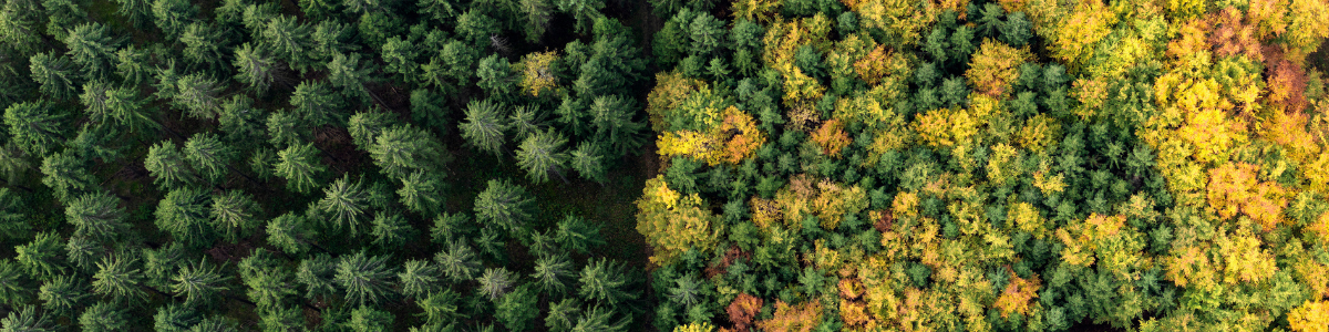 trees