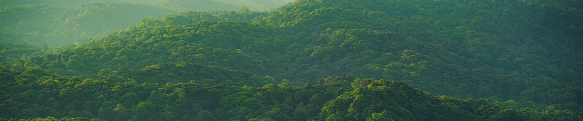 trees
